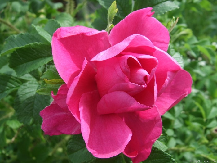 'David Thompson' rose photo