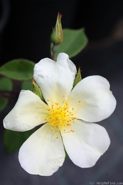 'Yellow Mutabilis (China, Beales, 2008)' rose photo
