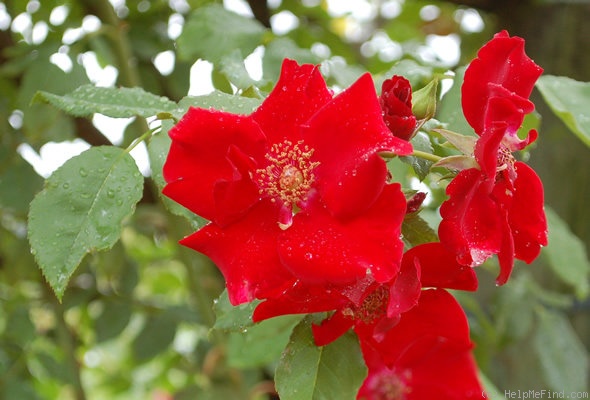 'Graves de Vayres ®' rose photo