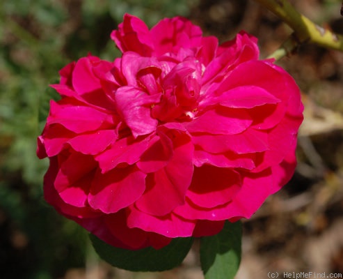 'Alexandre Dupont' rose photo