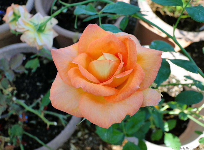 'Fairest Cape ® Panarosa' rose photo