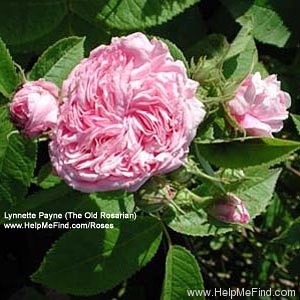'Ipsilanti' rose photo