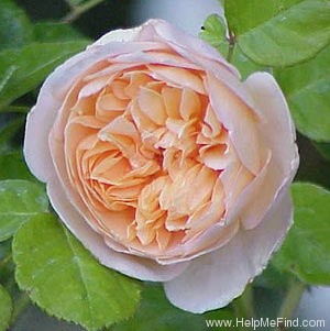 'Jayne Austin (shrub, Austin 1993)' rose photo