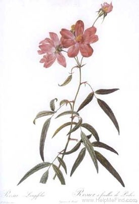 '<i>Rosa Longifolia</i>' rose photo