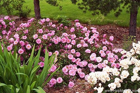 'John Davis' rose photo