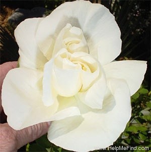 'Kronprinzessin Viktoria' rose photo