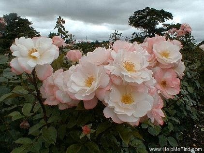 'Patio Gold ™' rose photo