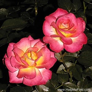 'Country Music (shrub, Harkness, 1994)' rose photo