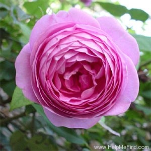 'Louise Odier (Bourbon, Margottin, 1851)' rose photo