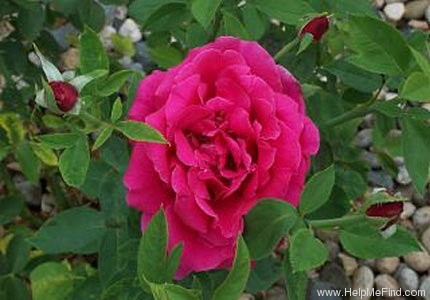 'Mister Lincoln' rose photo