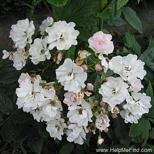 'Merle Blanc' rose photo