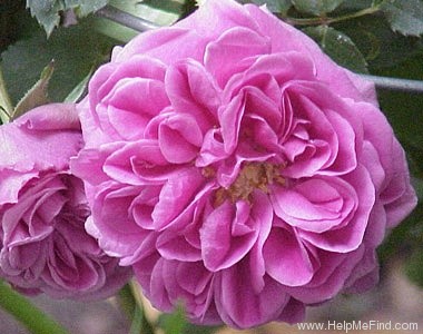 'Madame Isaac Pereire (Bourbon, Garcon, 1876)' rose photo