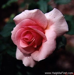 'Lynne Elizabeth ™' rose photo