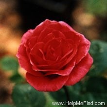 'Mary Bradby ™' rose photo
