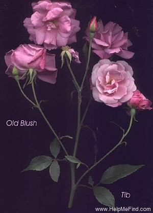 'Old Blush' rose photo