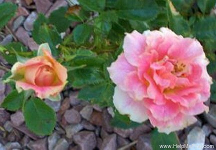 'Pink Talisman' rose photo