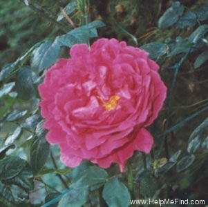 'Othello (English Rose, Austin, 1986)' rose photo