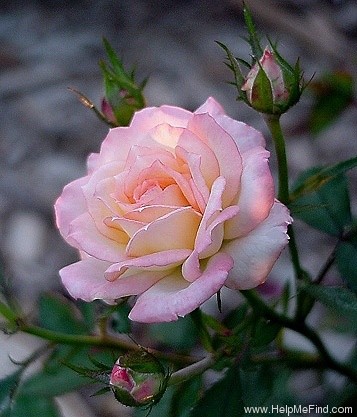 'Absolutely ™' rose photo