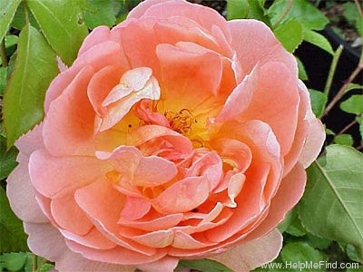 'Pat Austin ™' rose photo