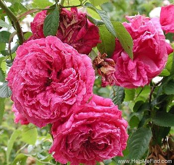 'Paul Ricault' rose photo
