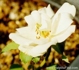 'Queen Elisabeth's Sweetbriar' rose photo