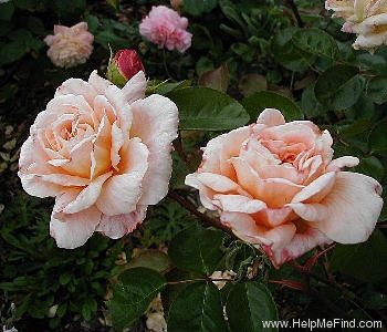 'Perdita (shrub, Austin 1982)' rose photo