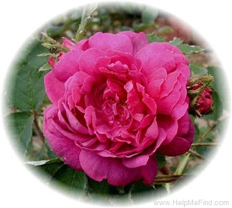 'Madame de la Rôche-Lambert' rose photo