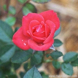 'Colour Hit ®' rose photo