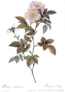 'Rosier d'Anjou' rose photo