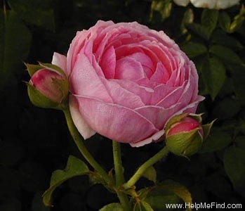 'Pretty Jessica' rose photo