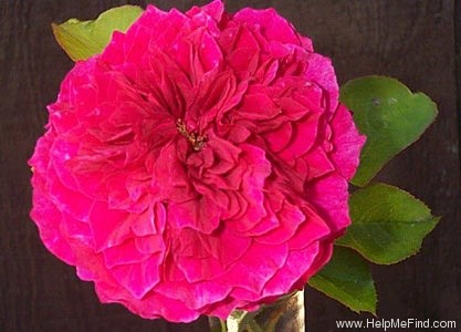 'Prospero ®' rose photo