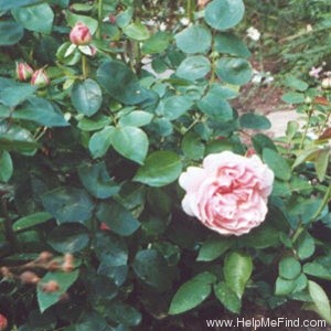 'Redouté' rose photo