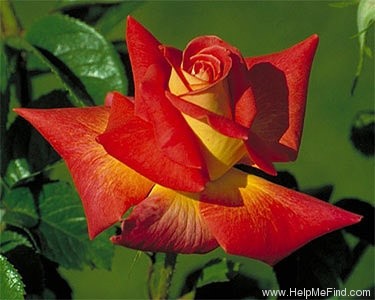 'Grande Walzer ®' rose photo