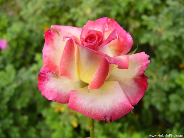 'The Soroptimist Rose' rose photo
