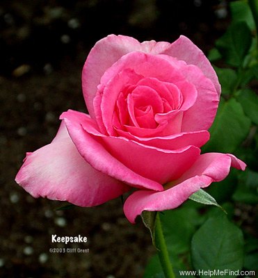 'Keepsake (hybrid tea, Kordes 1973)' rose photo