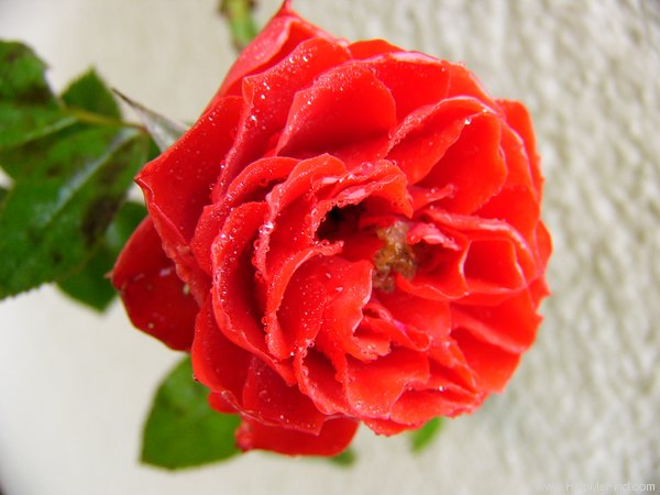 'Grimpant Orange Meillandina' rose photo