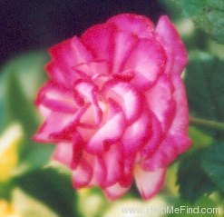 'Len Turner' rose photo
