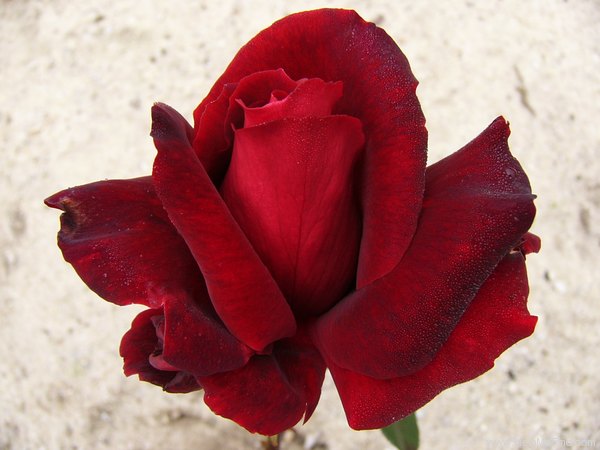 'Madame Delbard ® (hybrid tea, Delbard 1980)' rose photo