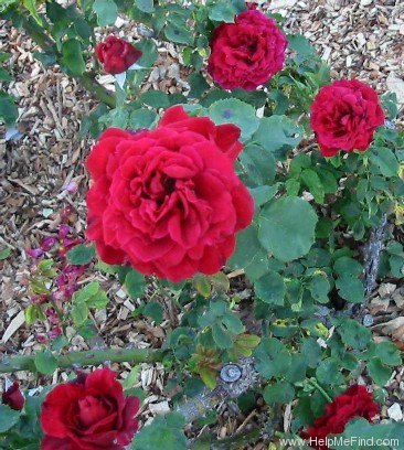 'Cara Mia (hybrid tea, Daniels, 1969)' rose photo