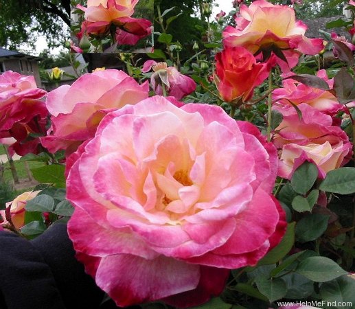 'Abracadabra (hybrid tea, Warriner 1991)' rose photo