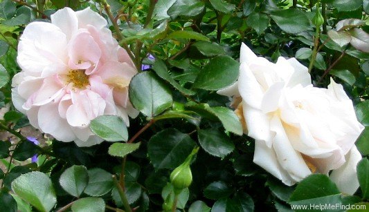 'Princess Marianna' rose photo