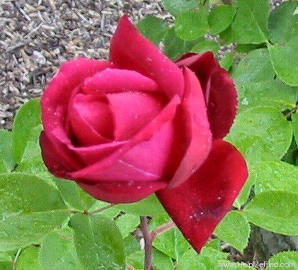 'Mirandy (Hybrid Tea, Lammerts 1944)' rose photo