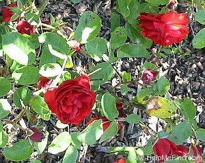 'Allotria (Floribunda, Tantau, 1958)' rose photo