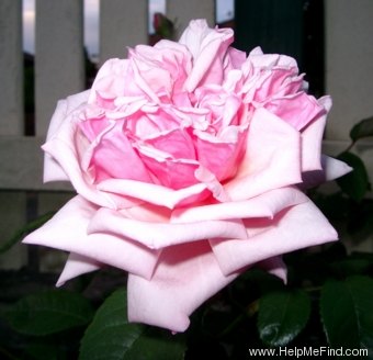 'Triomphe du Luxembourg' rose photo