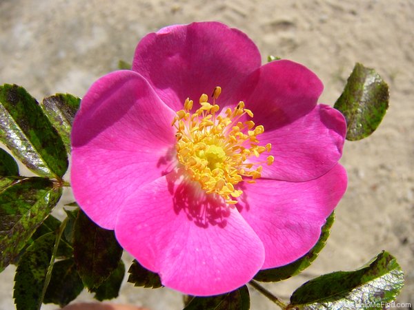 'Playtime (shrub, Kordes 1992)' rose photo