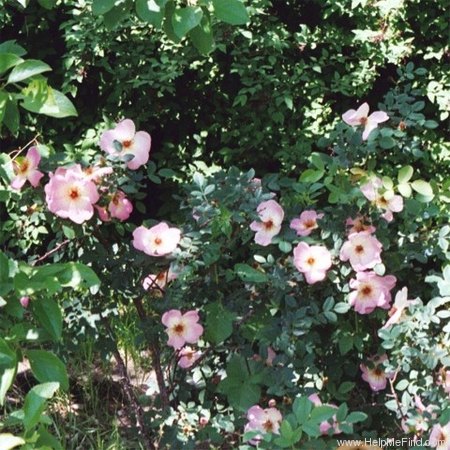 'Frühlingsmorgen (hybrid spinosissima, Kordes, 1942)' rose photo