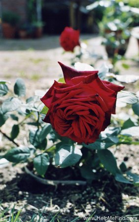 'Royal William' rose photo