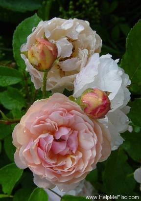 'Cornelia (Hybrid Musk, Pemberton, 1925)' rose, click to enlarge 'Cornelia (Hybrid Musk, Pemberton, 1925)' rose photo