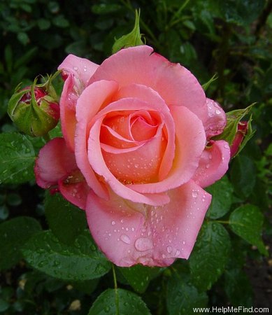 'Die Welt ® (hybrid tea, Kordes 1976)' rose photo