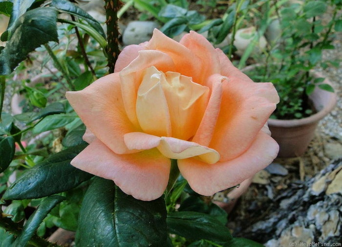 'Lady Mavis Pilkington' rose photo